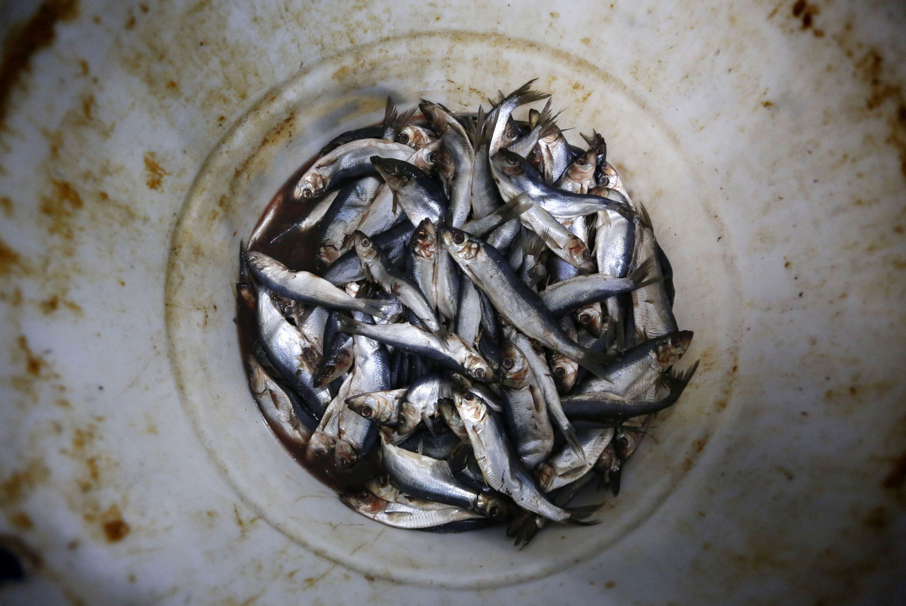Bait Crisis